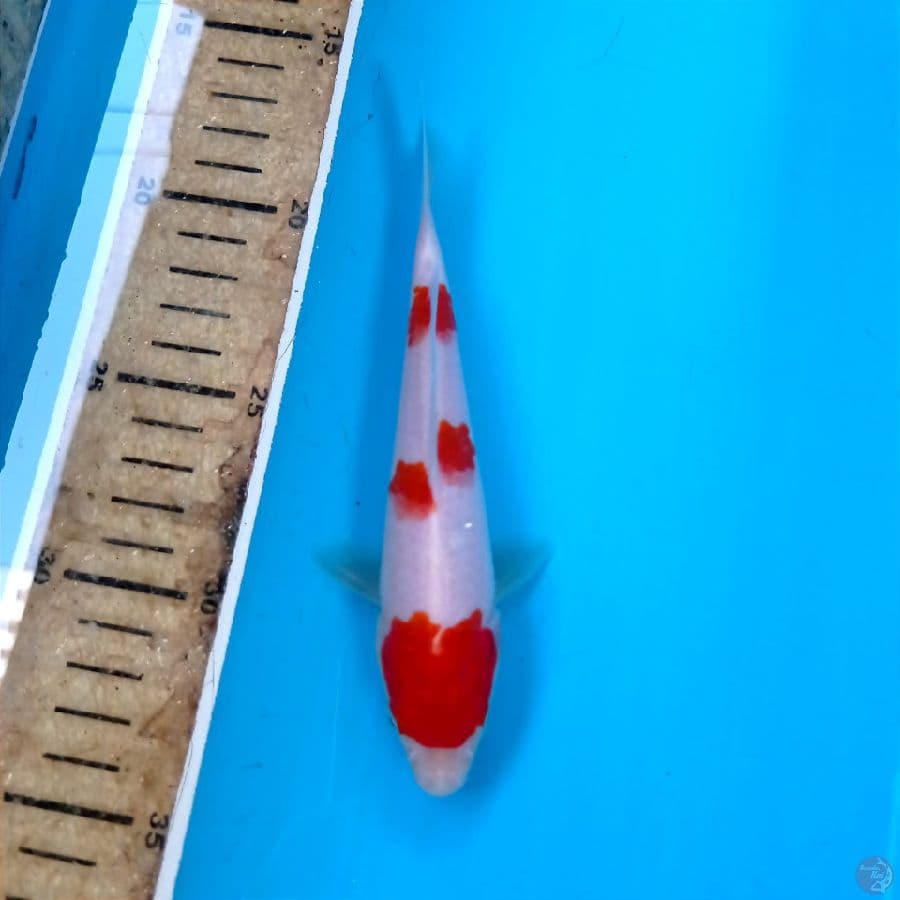 kohaku, 15 cm