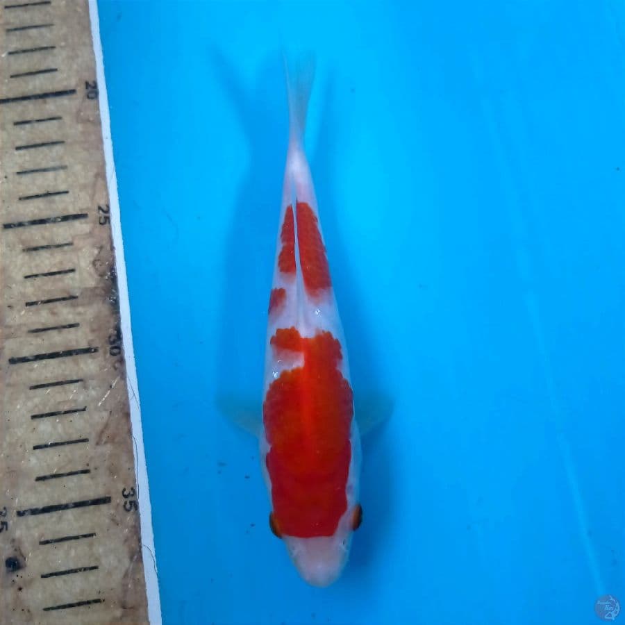 kohaku, 18 cm
