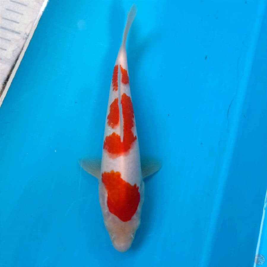 kohaku, 21 cm