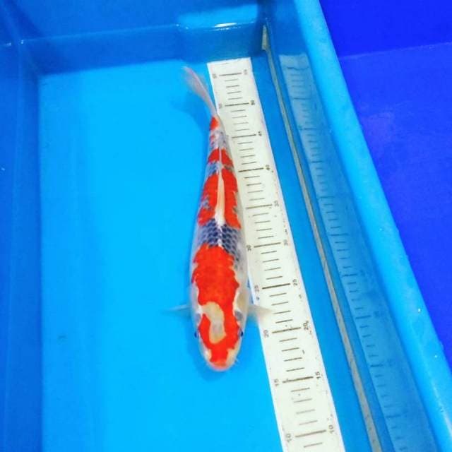Ghosiki f1 merah tembus