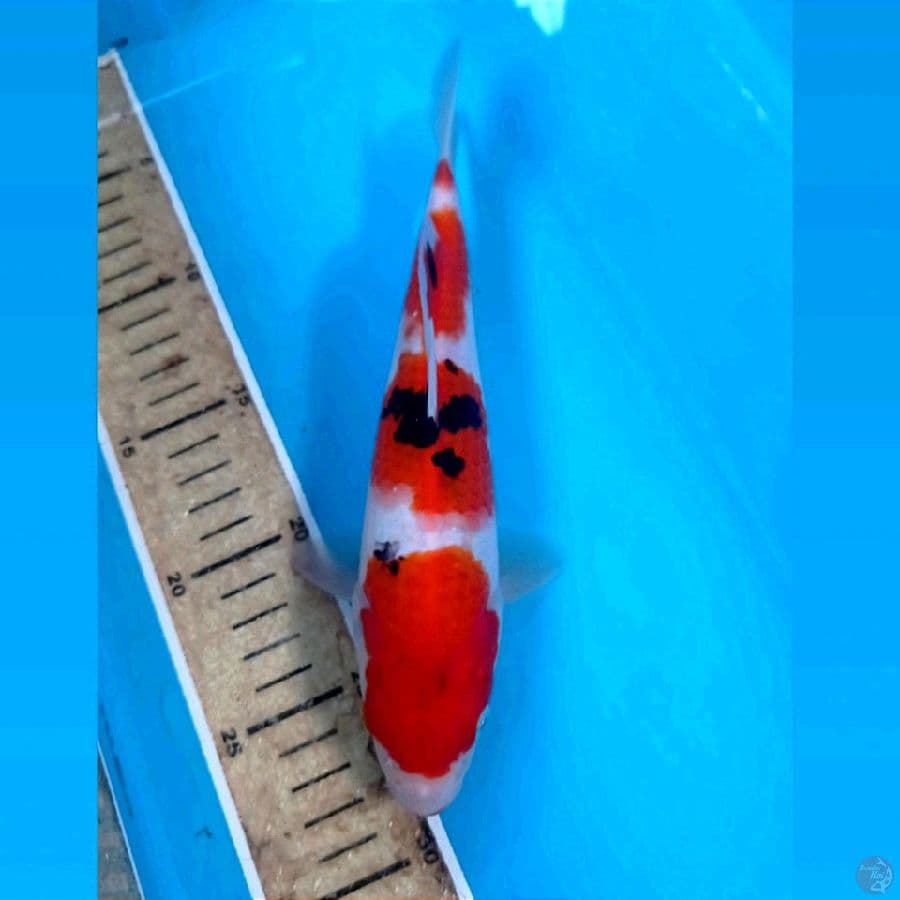 sanke, 22 cm
