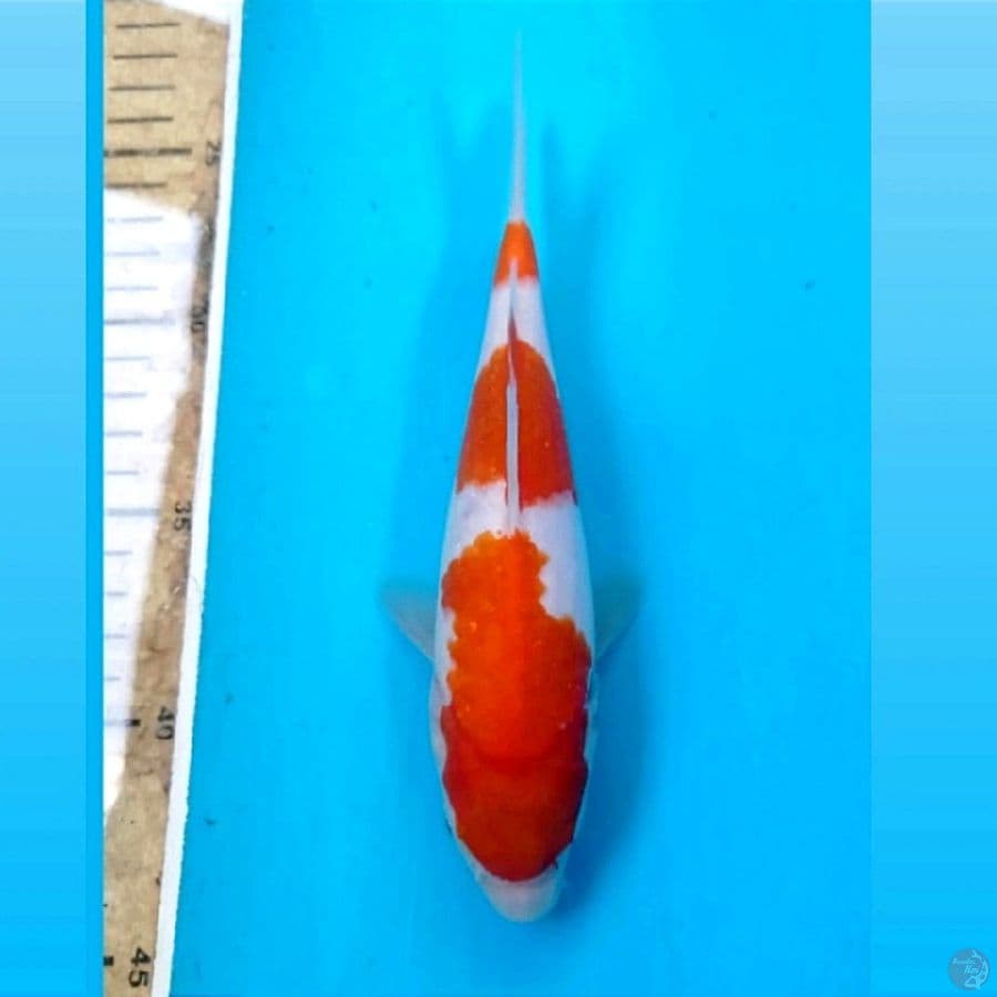 kohaku, 19 cm