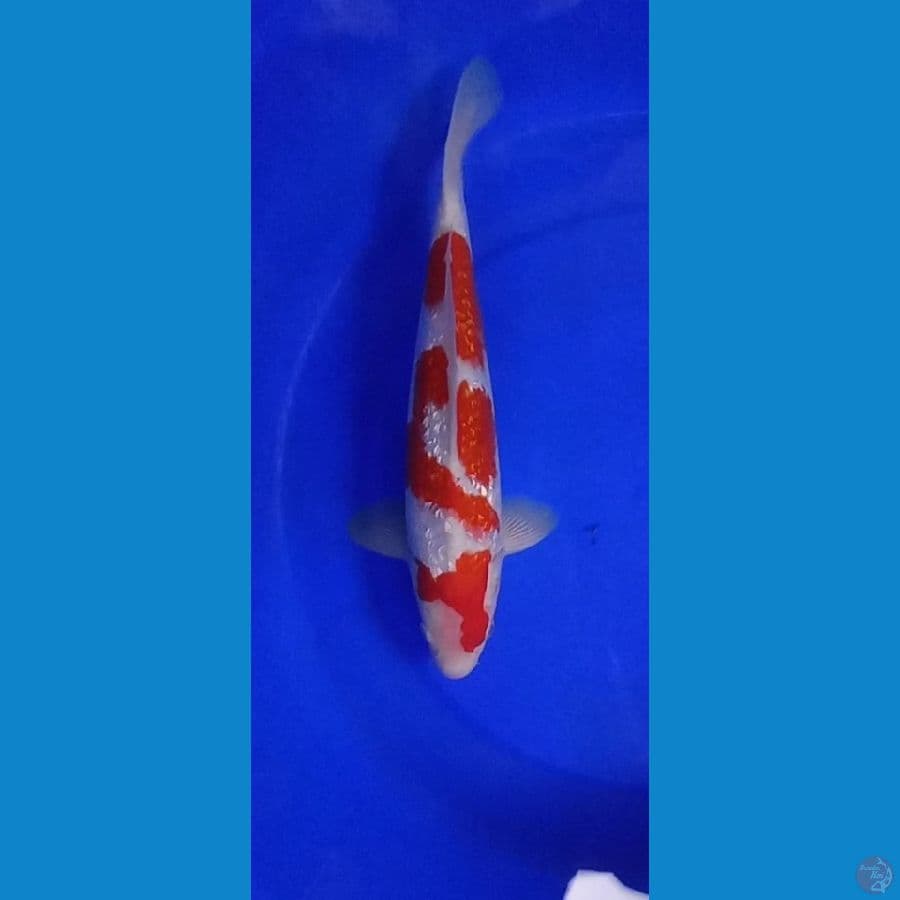 KOHAKU GINDRIN 35 CM JANTAN