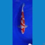 KOHAKU GINDRIN 35 CM JANTAN