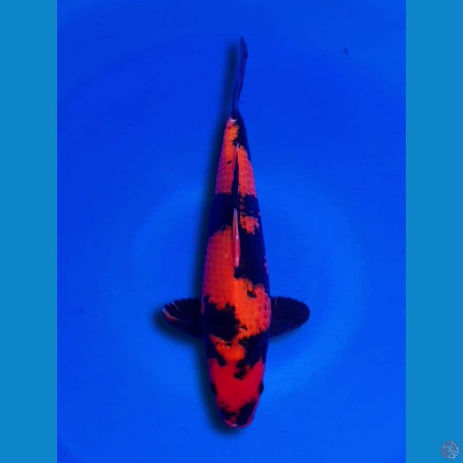 Hi utsuri male 32cm SQ