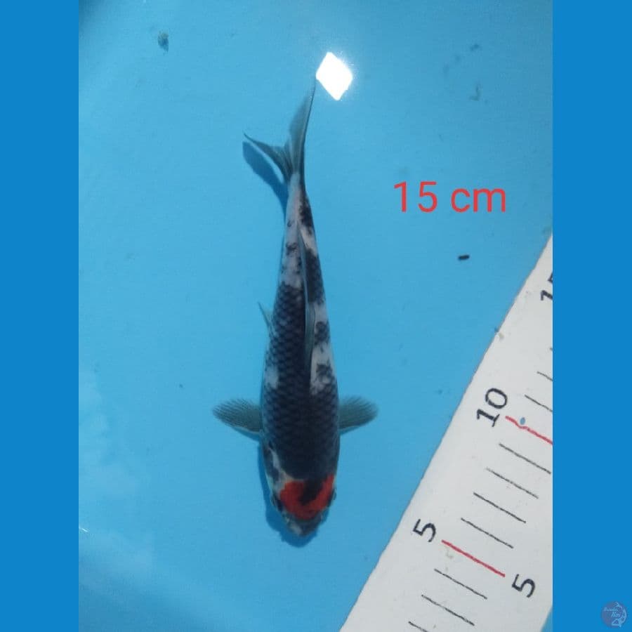 tancho showa 15 cm