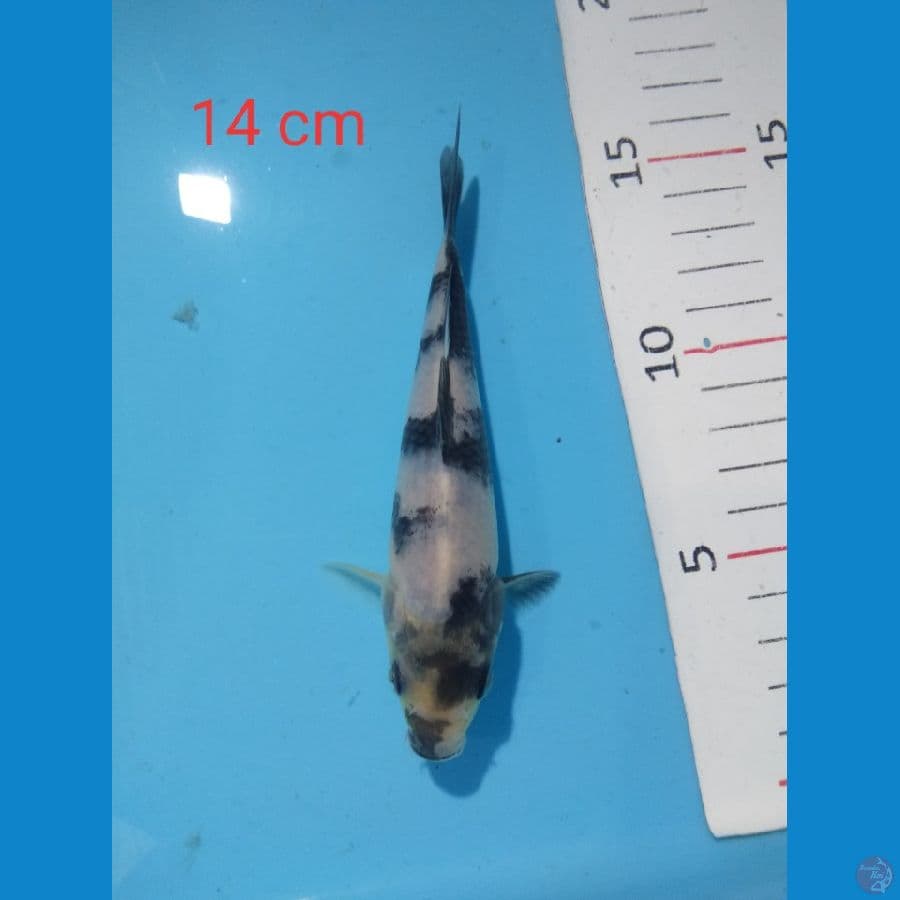 shiro 14 cm