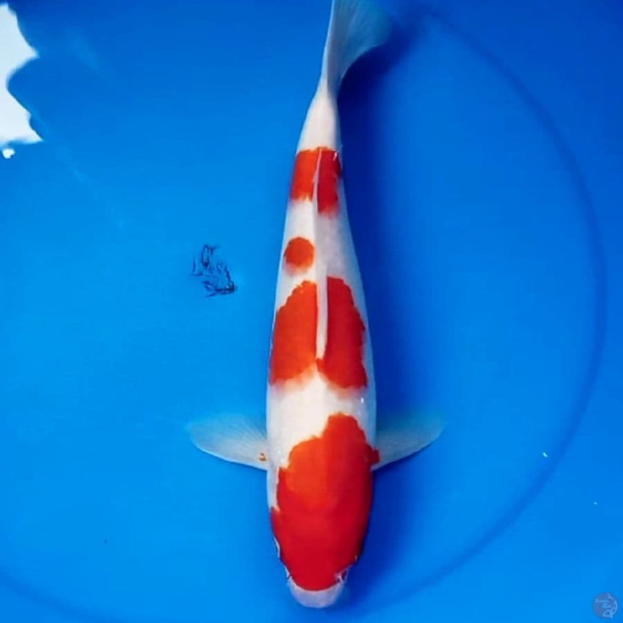 35cm KOHAKU 4STEP BAGUS