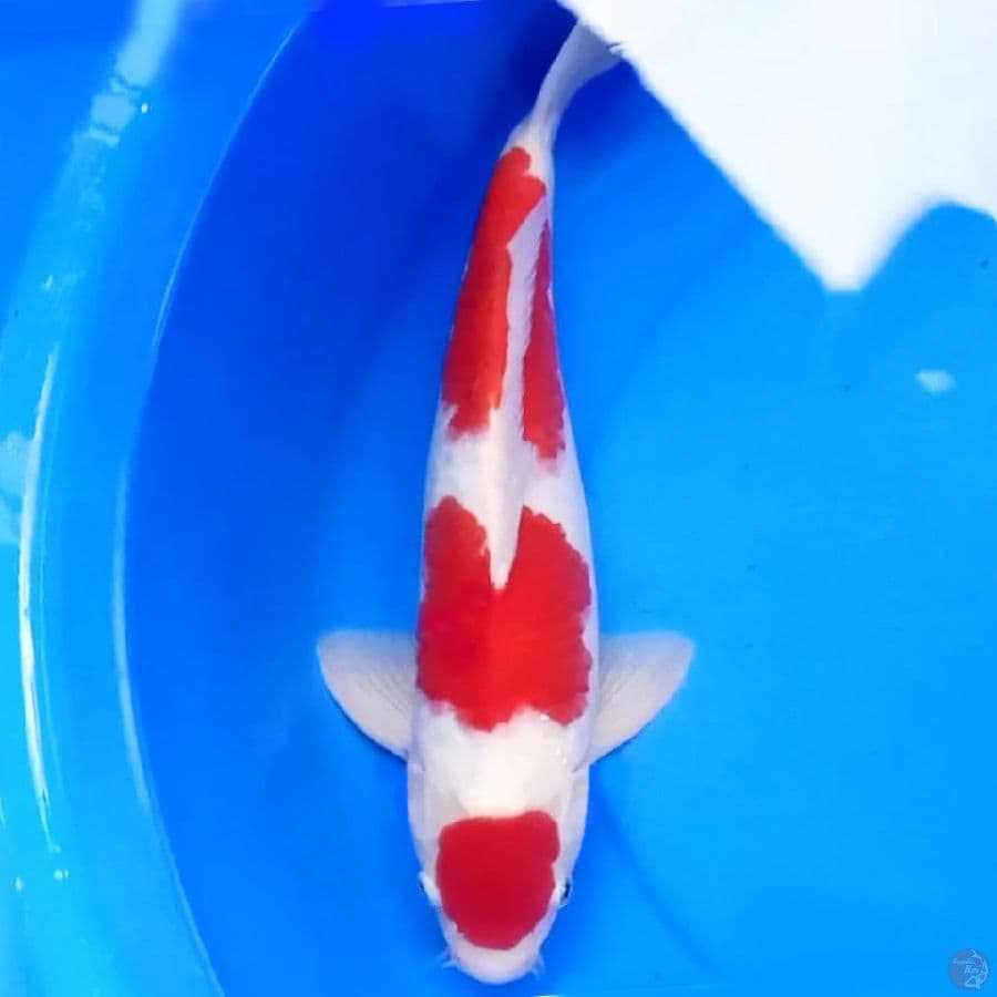 37cm KOHAKU BULKY 3STEP