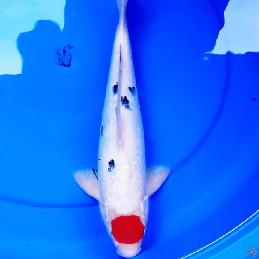 37CM ORIGINAL TANCHO SANKE