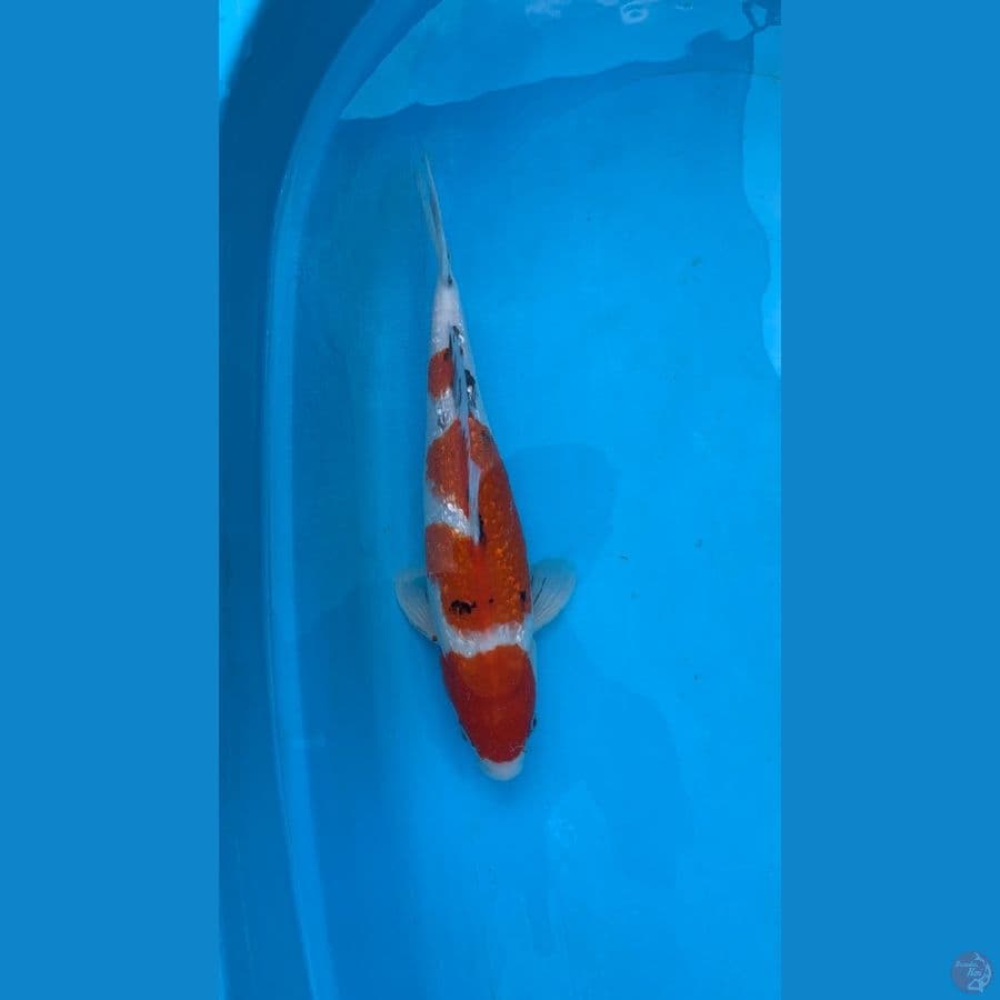 Sanke Ginrin 38cm