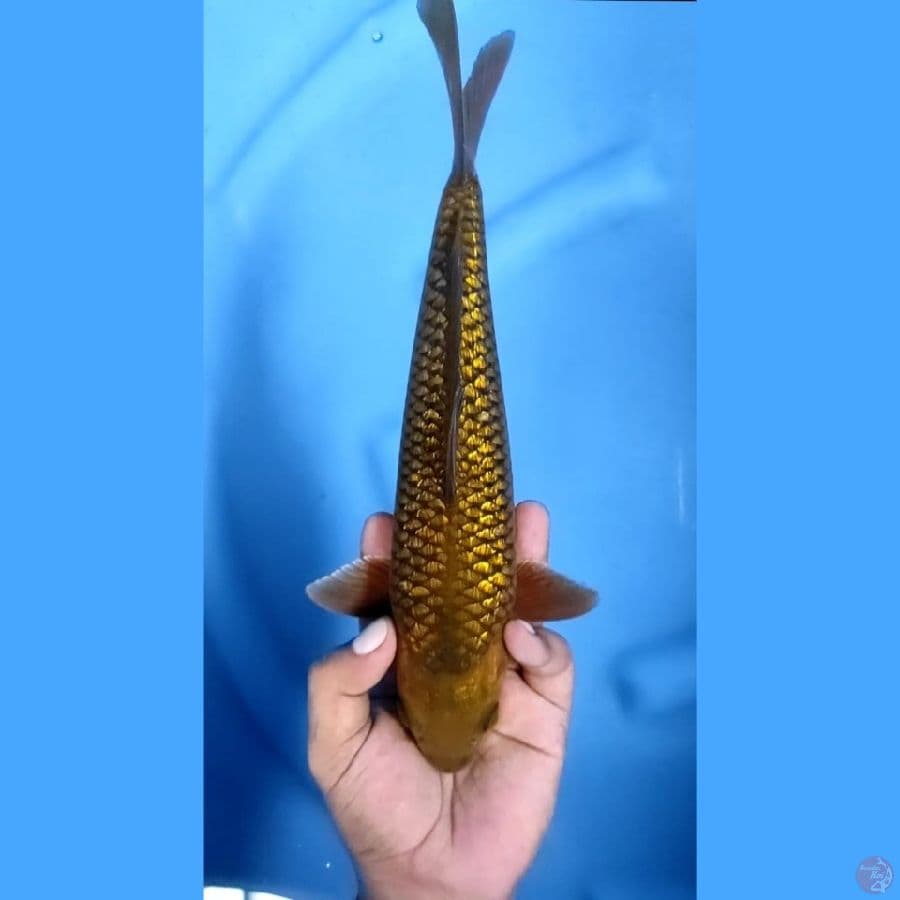 ( 30CM ) CHAGOI GINRIN - MALE