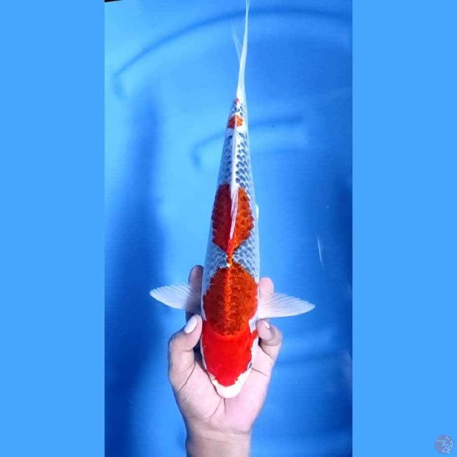 ( 37CM ) GHOSIKI ORIGINAL - MALE