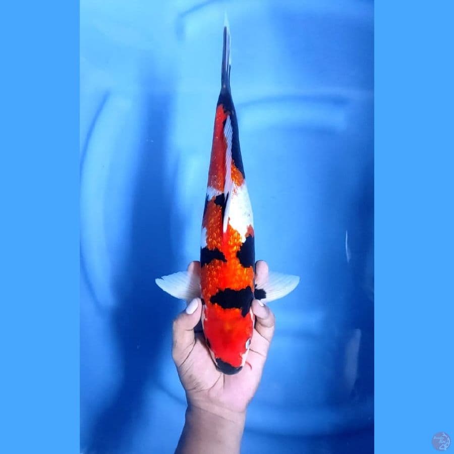 ( 37CM ) SHOWA GINRIN - MALE