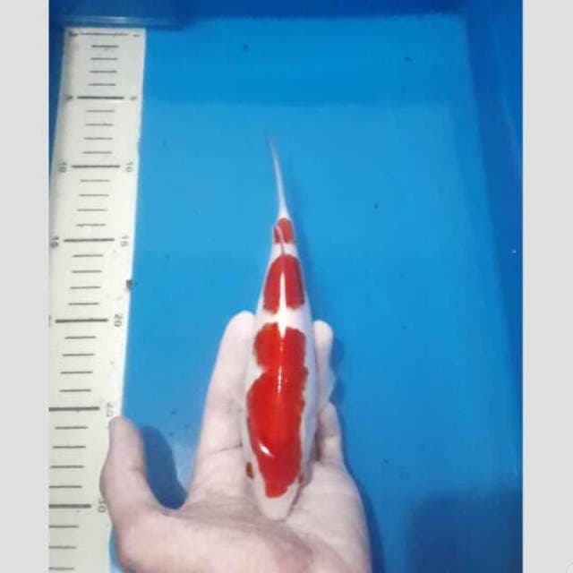 kohaku 3step superrr red 25cm