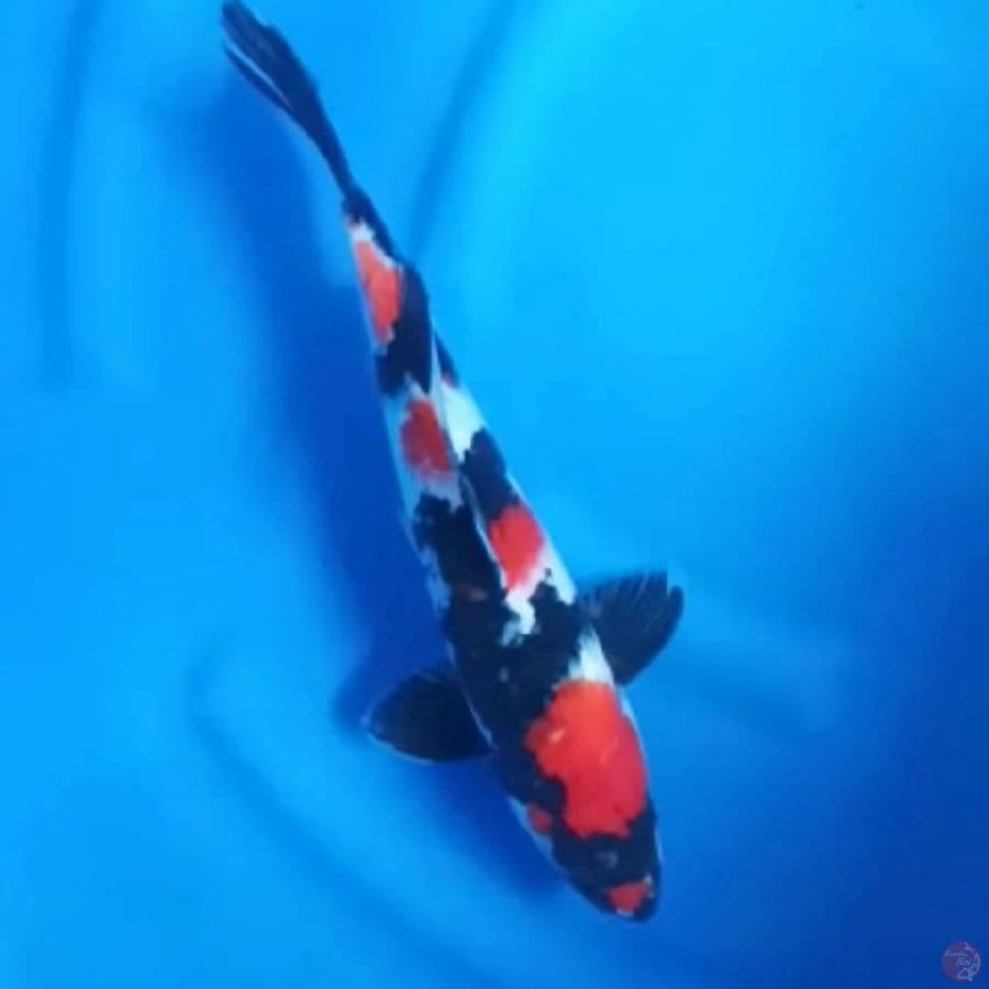 ( 36CM ) SHOWA ORIGINAL - MALE