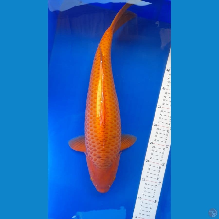 Caramel jumbo 50cm