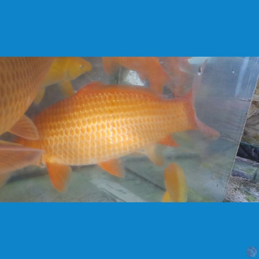Caramel jumbo 50cm