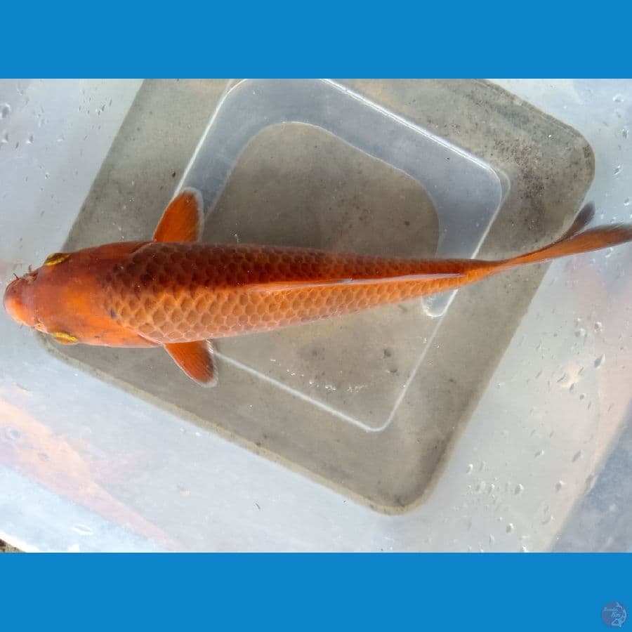 karamel jaggung 20cm