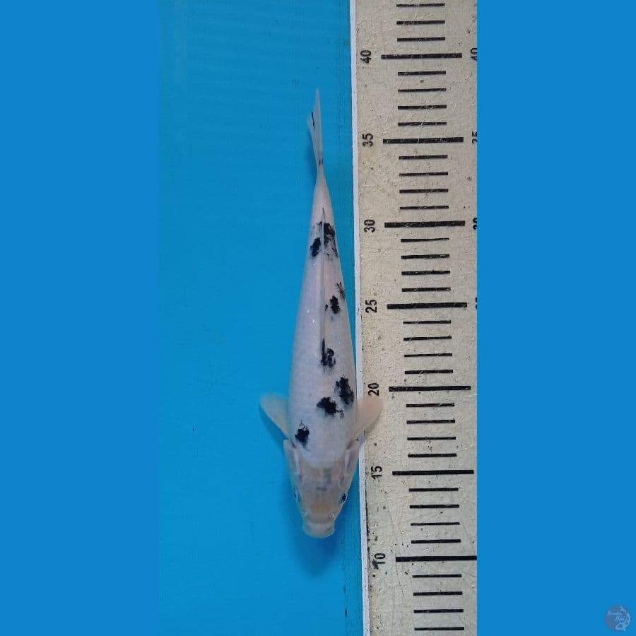 BEKO24cm