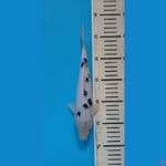 BEKO24cm