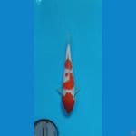KOHAKU21cm