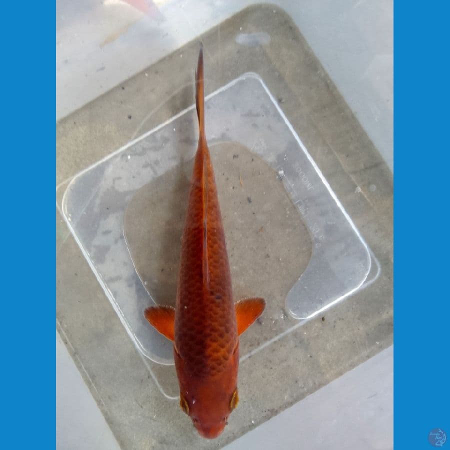 karamel jagung 16cm
