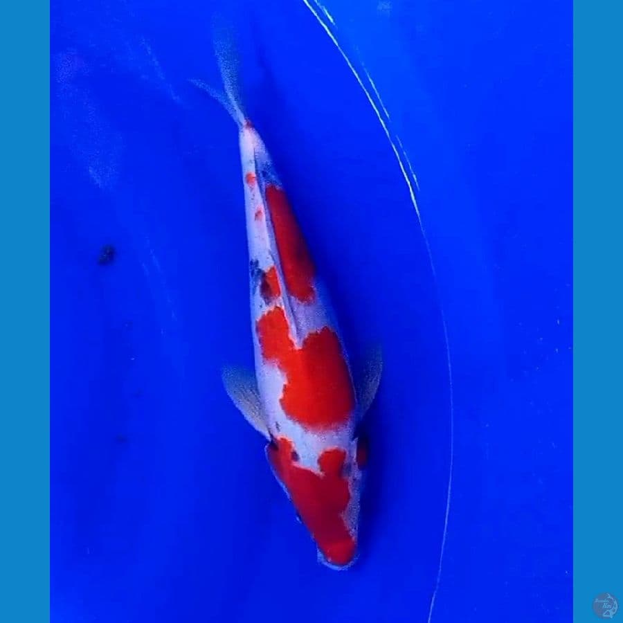 30 cm tategoi showa
