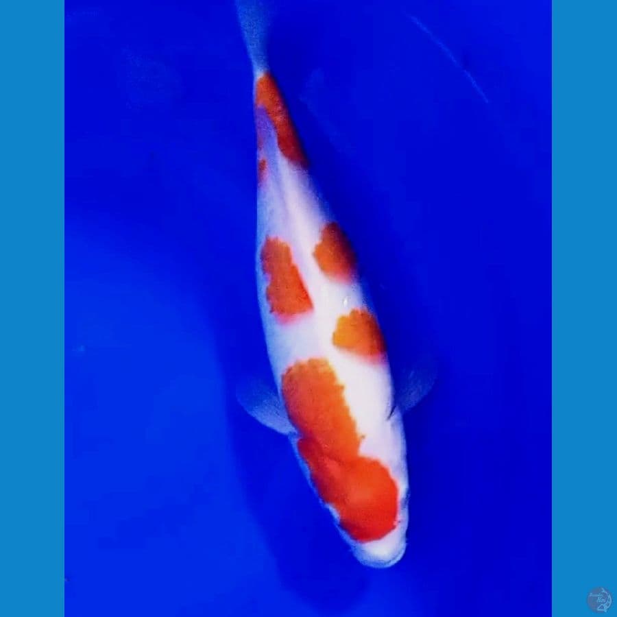 34 cm sakura kohaku fm