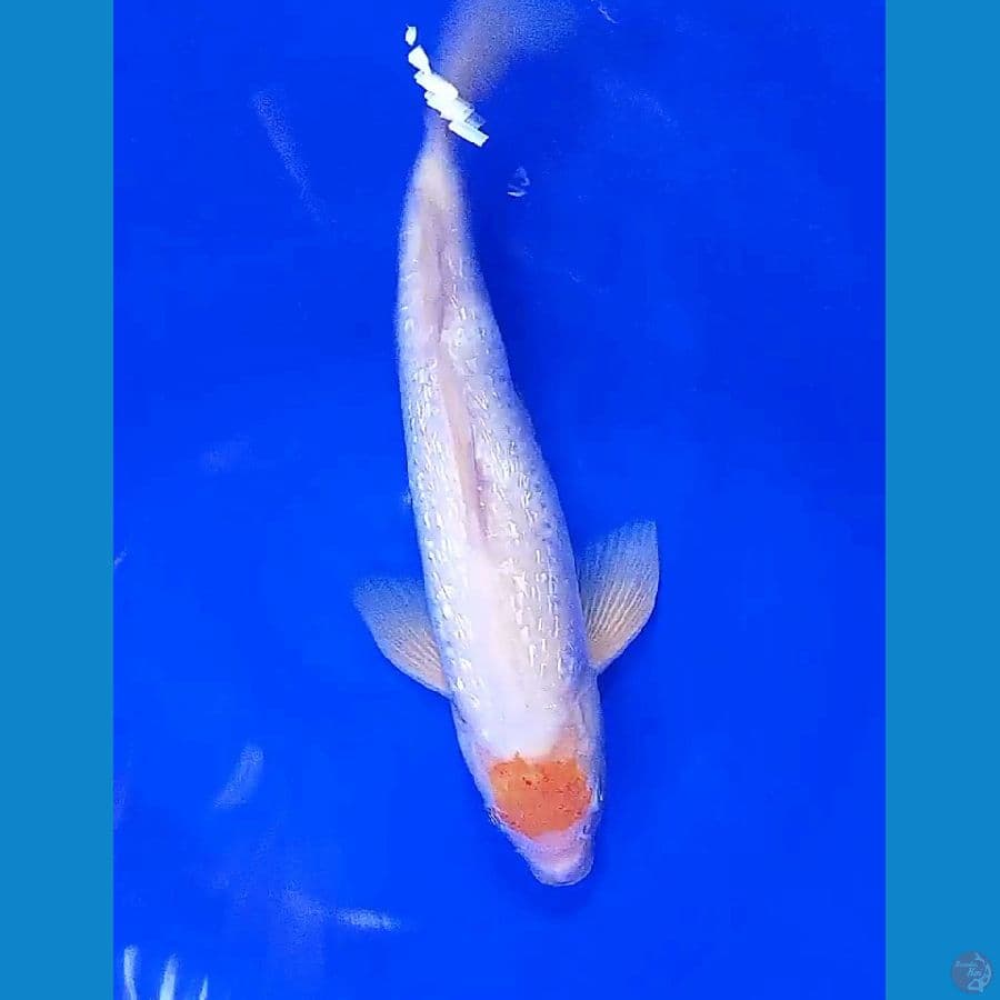 35 cm tanco koyo ginrin ml