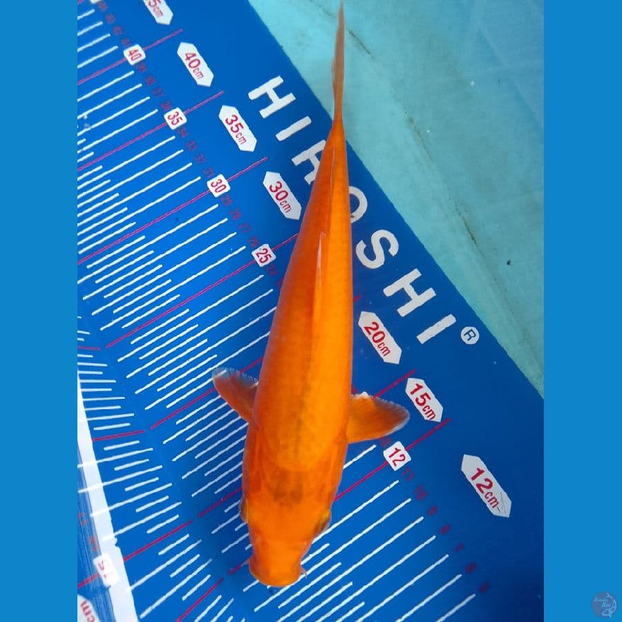 mango 28cm 