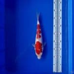 kohaku