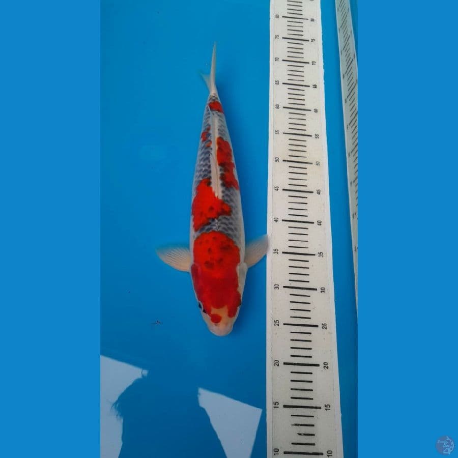 goshiki racing 46 cm male original
