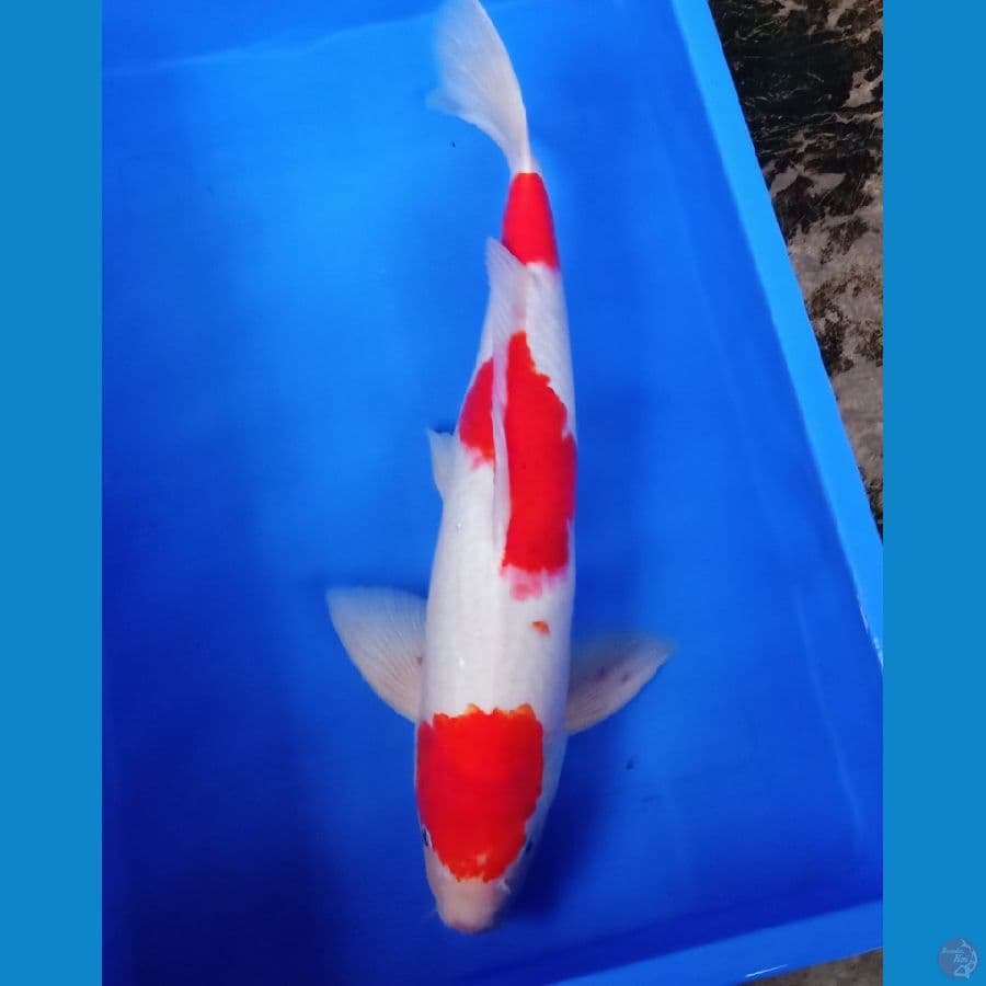 55bu male kohaku 