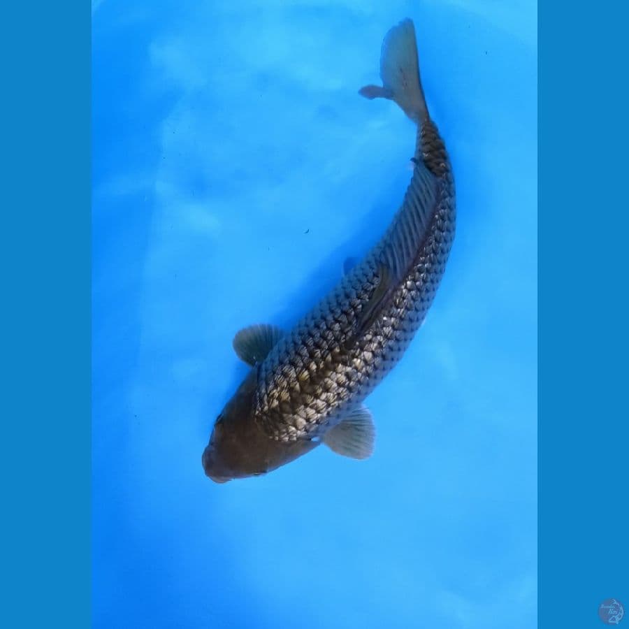 BLACK DIAMOND 36CM MALE