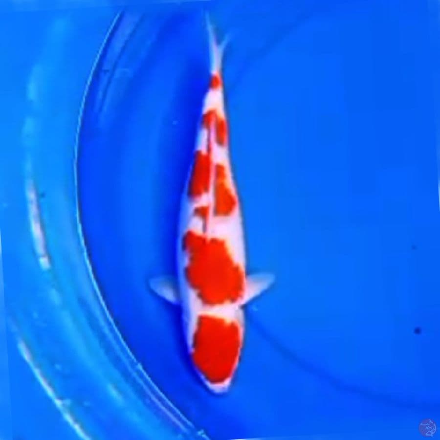 35cm MARUTEN KOHAKU SAKURA