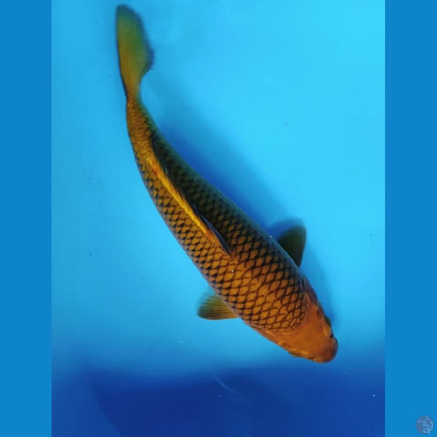 CHAGOI TEMBAGA BAKAT JUMBO 40CM MALE