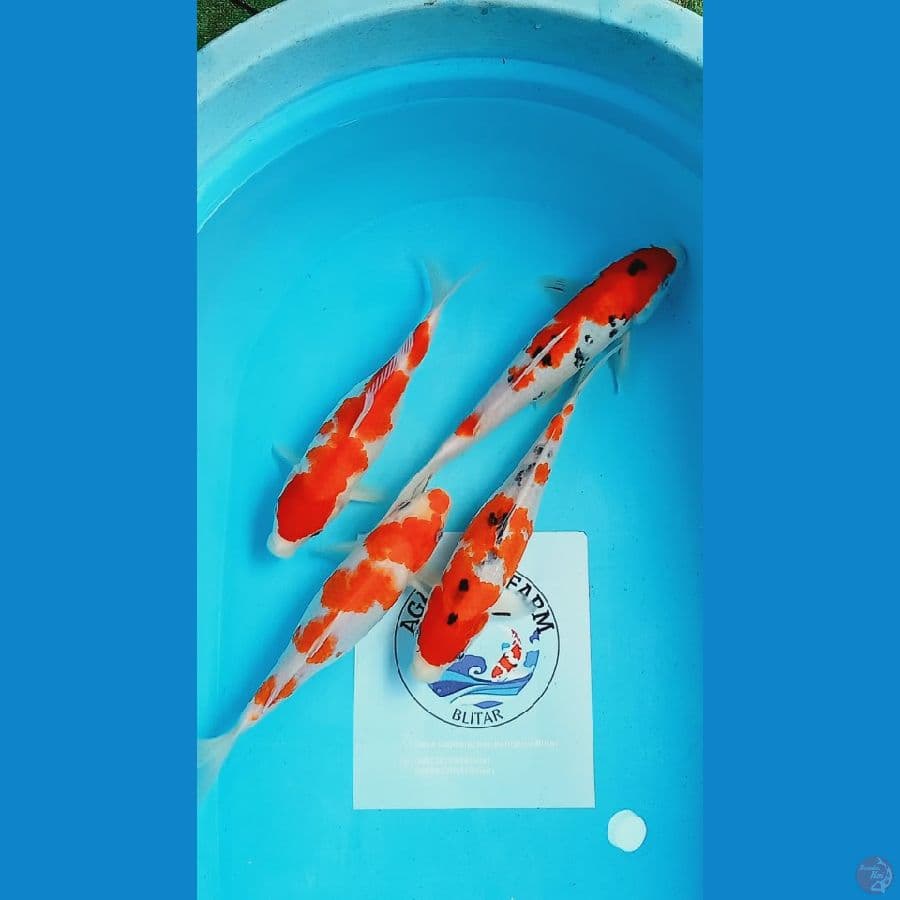 Mix 25-28cm