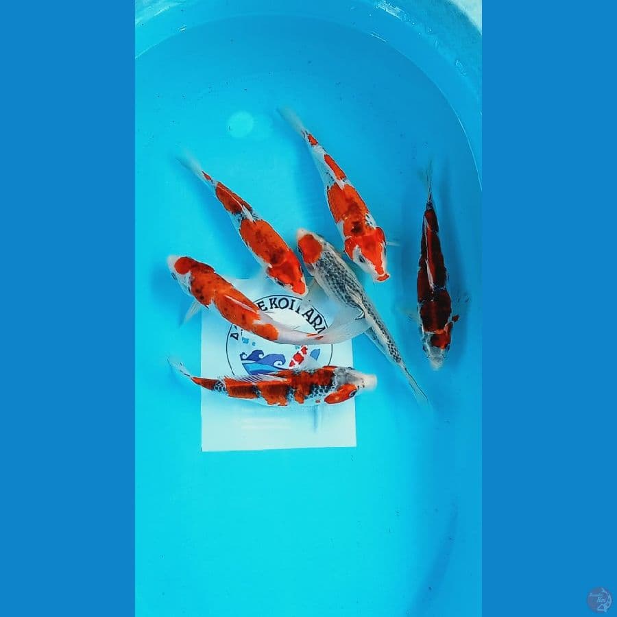mix 23-24cm
