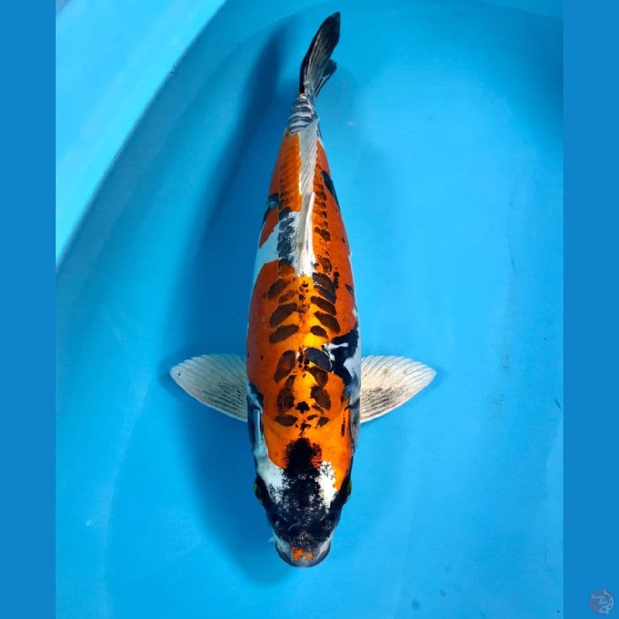kikokuryu 41cm