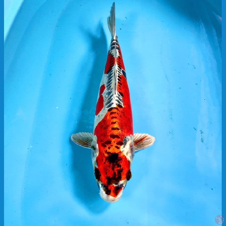 beni kiko 35cm