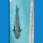 Aragoke doitsu 35 cm