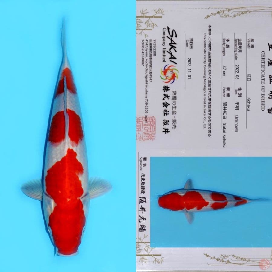 SAKAI KOHAKU HQ 44CM