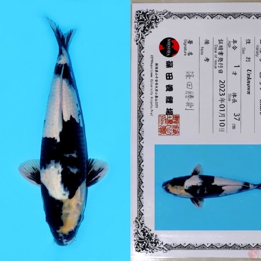 SHINODA SHIRO UTSURI HQ 45CM