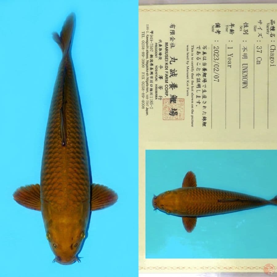 MARUSEI CHAGOI HQ 45CM (koleksi pribadi)
