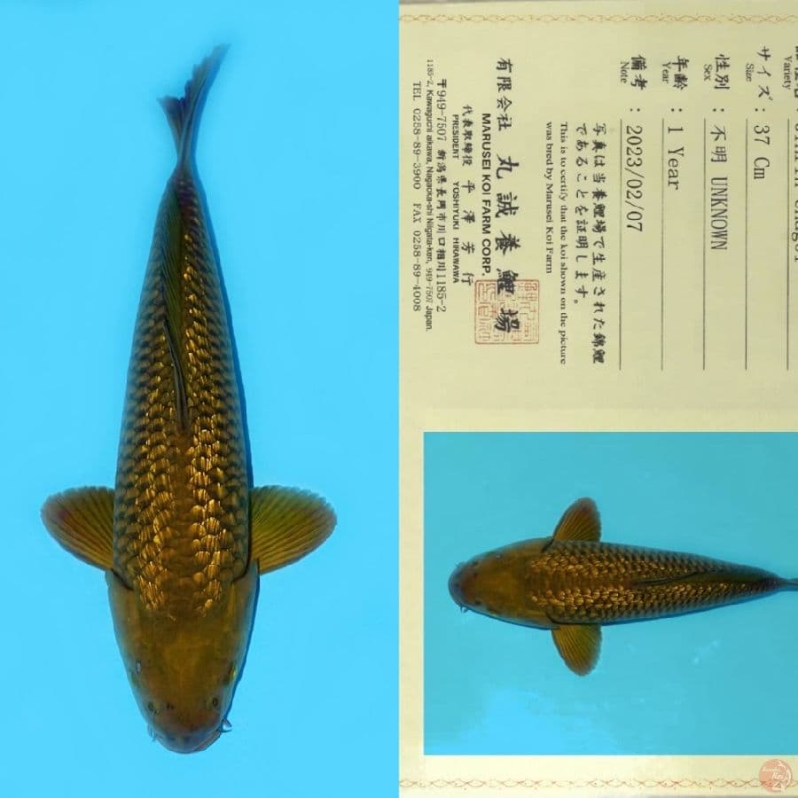MARUSEI GINRIN CHAGOI HQ 45CM