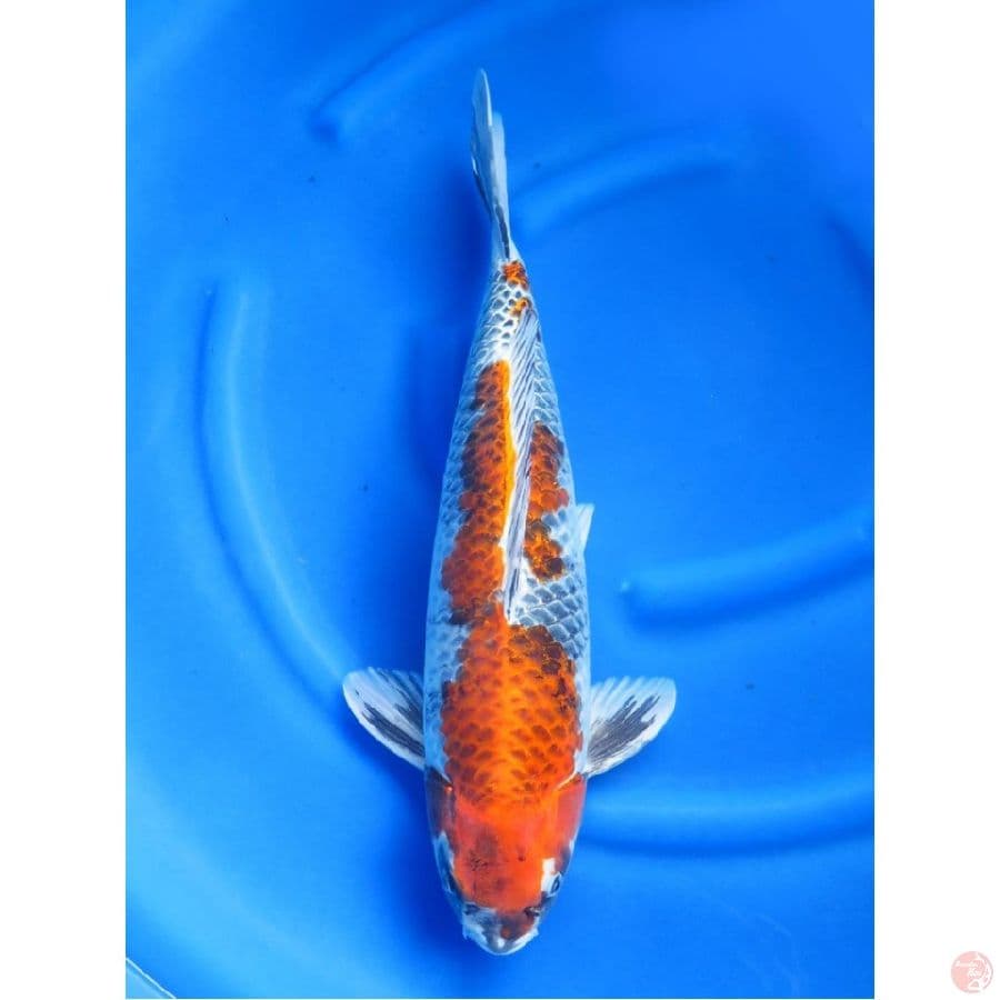 F1 Jumbo Kawarimono SQ , 50cm