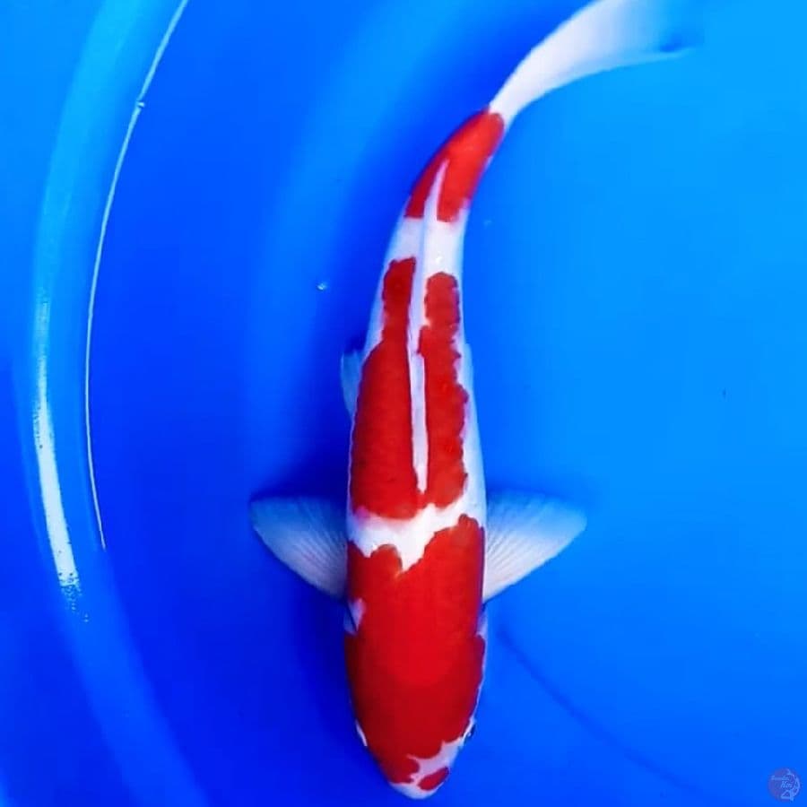 39cm KOHAKU 3STEP STRONG