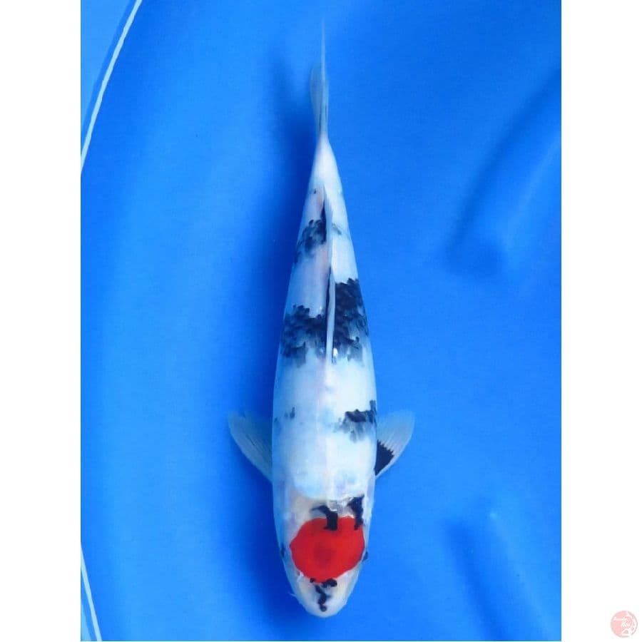 Super Evo Tancho , 32cm
