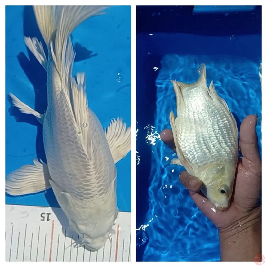 SHOTBODI 21 CM SQ MALE